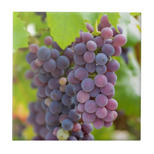 grape and vineyard ceramic tile