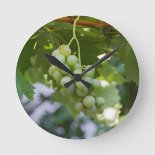 grape and vineyard in spring round clock