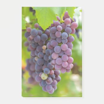 Grape And Vineyard Post-it Notes by Spetenfia at Zazzle