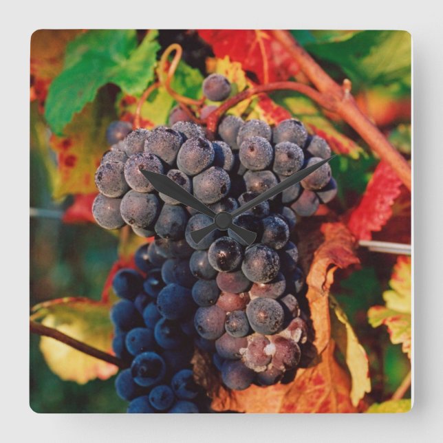 Grape Cluster Square Wall Clock (Front)
