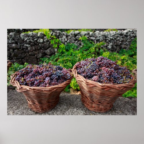Grape harvest poster