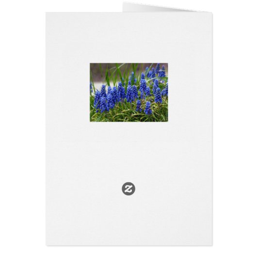 Grape Hyacinth (Back)