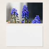 grape hyacinth (Front & Back)