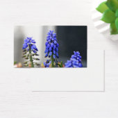 grape hyacinth (Desk)