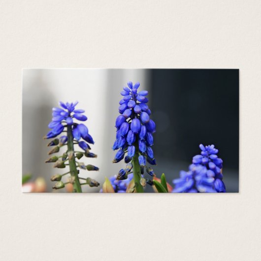 grape hyacinth (Front)