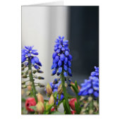 grape hyacinth (Front)