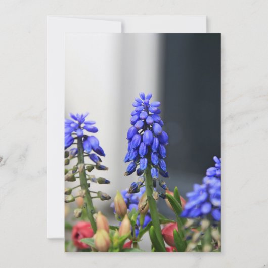grape hyacinth (Front)
