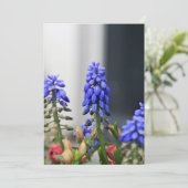 grape hyacinth (Standing Front)