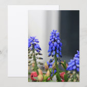 grape hyacinth (Front/Back)
