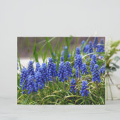 Grape Hyacinth (Standing Front)
