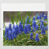 Grape Hyacinth (Front/Back)