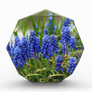 Grape Hyacinth Award