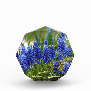 Grape Hyacinth Award