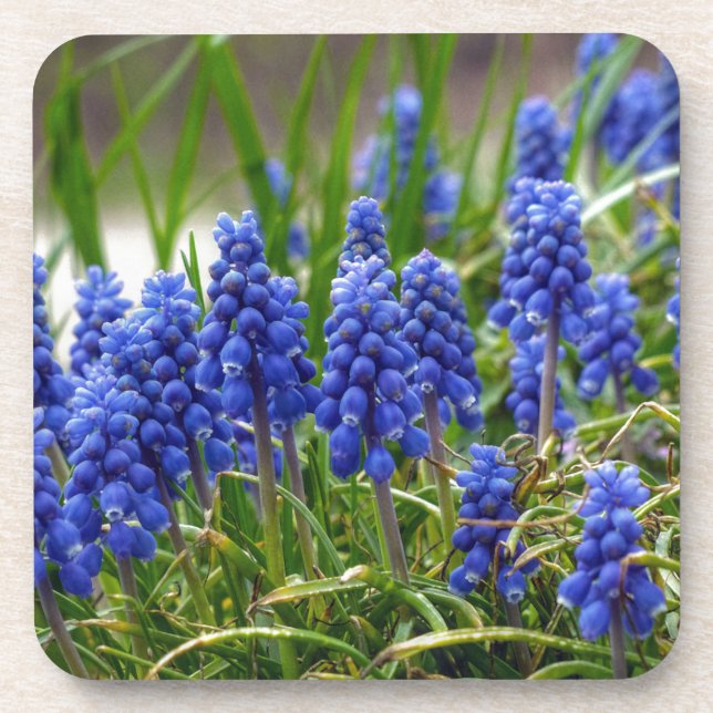 Grape Hyacinth Beverage Coaster (Front)