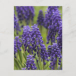 Grape Hyacinth Bulbs Postcard