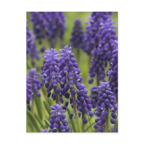 Grape Hyacinth Bulbs Postcard