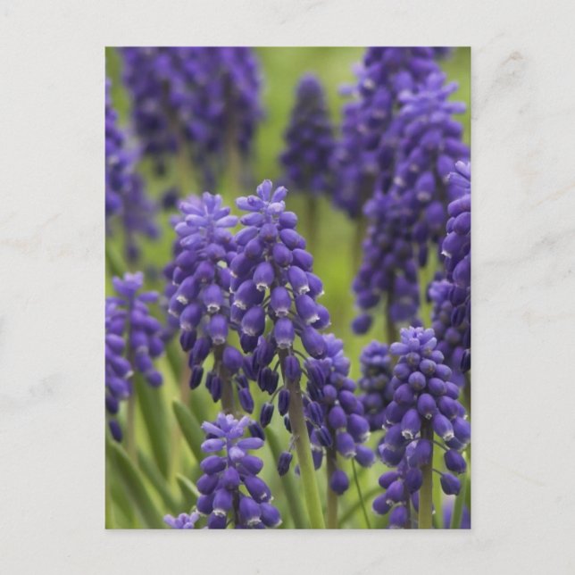 Grape Hyacinth Bulbs Postcard (Front)
