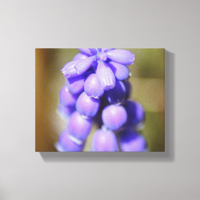 Grape Hyacinth Canvas Print (Front)