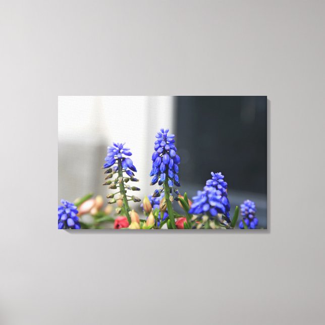 grape hyacinth canvas print (Front)