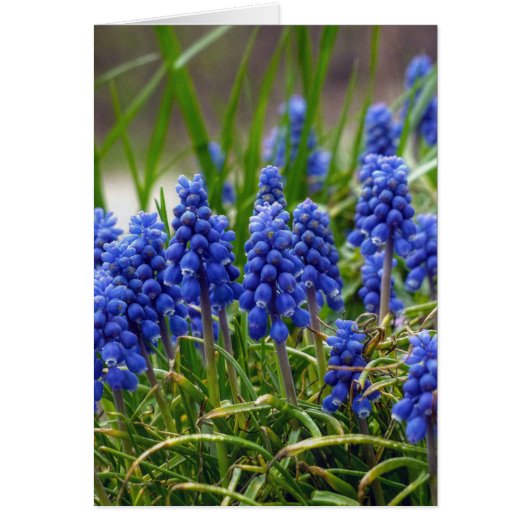 Grape Hyacinth Cards (Front)