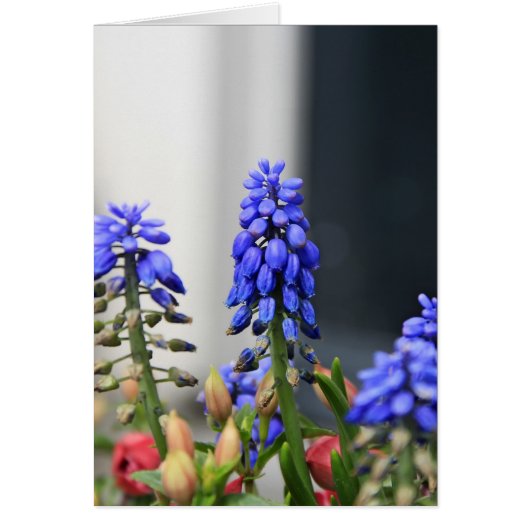 grape hyacinth cards (Front)
