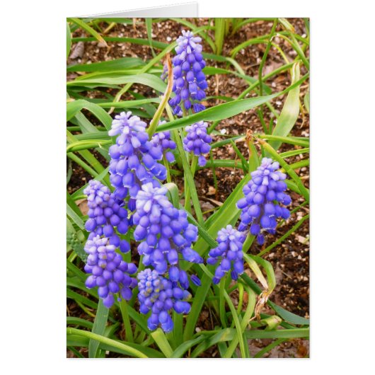 Grape Hyacinth Cards (Front)