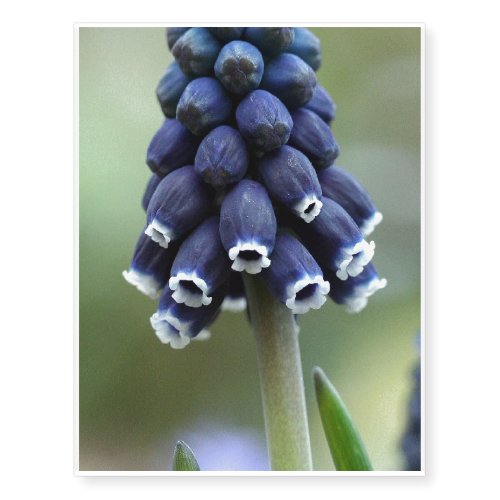 Grape Hyacinth Flower Temporary Tattoos