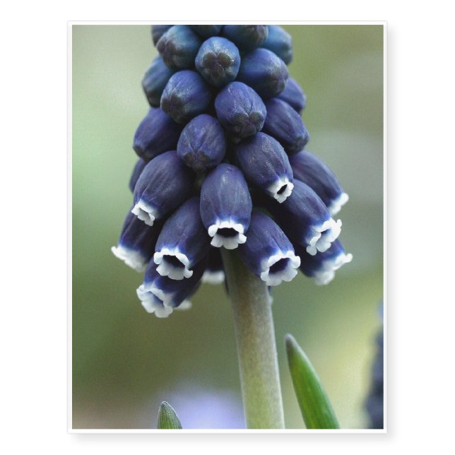Grape Hyacinth Flower Temporary Tattoos (Front)