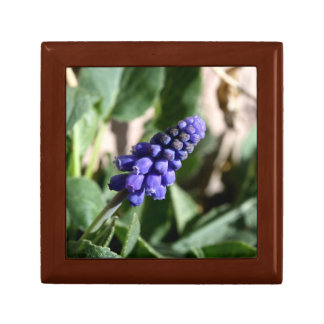 Grape Hyacinth Gift Box