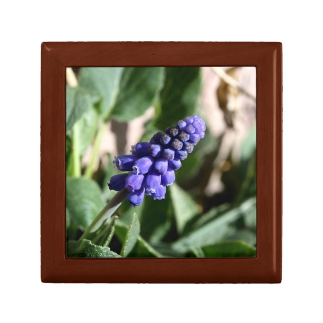 Grape Hyacinth Gift Box (Front)