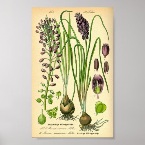Grape Hyacinth Muscari neglectum Poster