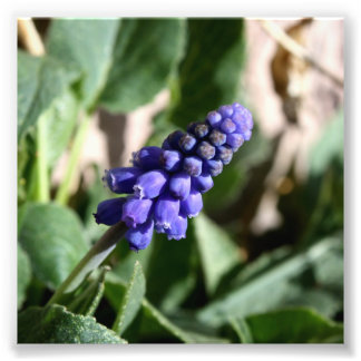 Grape Hyacinth Photo
