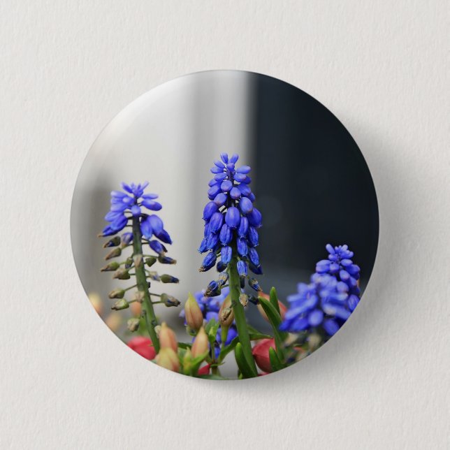 grape hyacinth pinback button (Front)