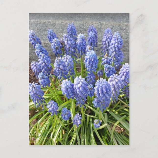 Grape Hyacinth Postcard (Front)