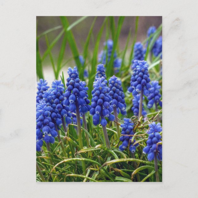 Grape Hyacinth Postcard (Front)