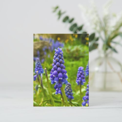Grape Hyacinth  Postcard