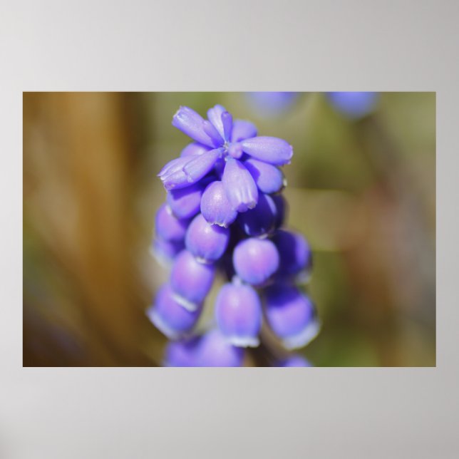 Grape Hyacinth Poster (Front)