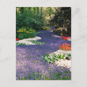 Grape Hyacinth River Postcard