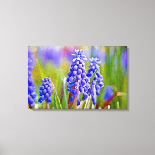 Grape Hyacinths Canvas Print