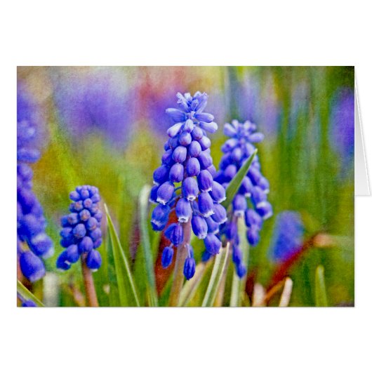 Grape Hyacinths Cards (Front Horizontal)