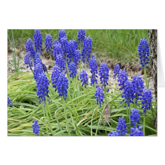 Grape Hyacinths Cards (Front Horizontal)