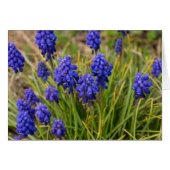 Grape Hyacinths Family (Front Horizontal)