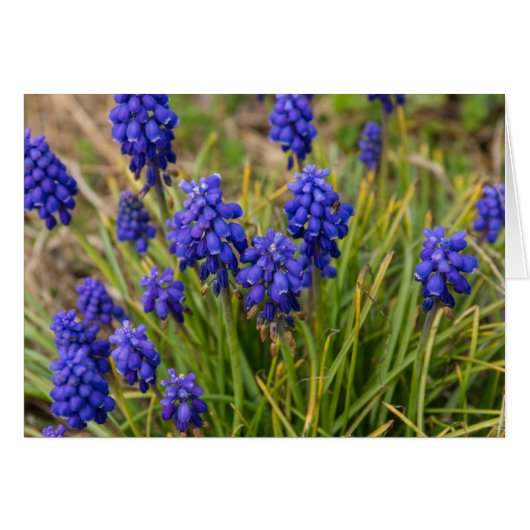 Grape Hyacinths Family (Front Horizontal)
