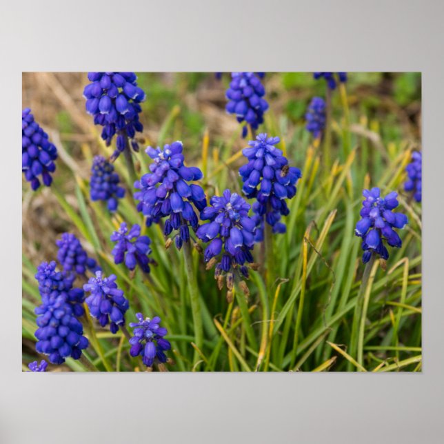 Grape Hyacinths Family Poster (Front)