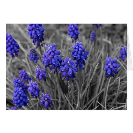 Grape Hyacinths Family Select (Front Horizontal)