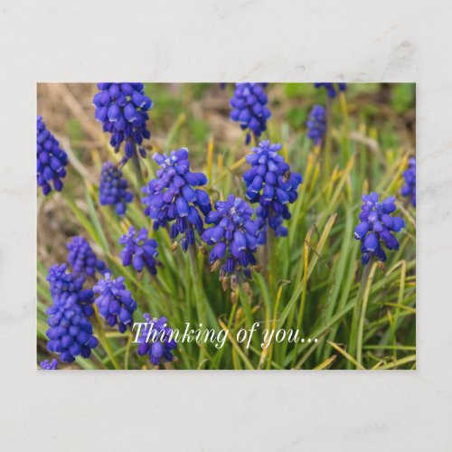 Grape Hyacinths Family Thinking Of You Postcard