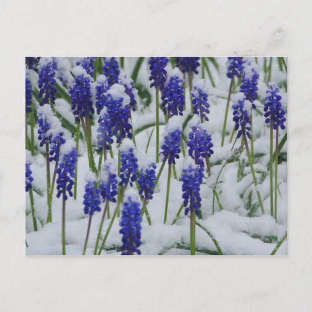 Grape Hyacinths in Snow Postcard  (Front)