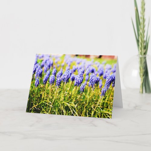 Grape Hyacinths in Spring Card