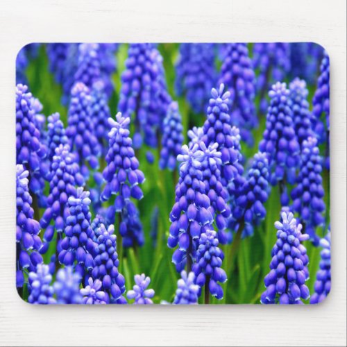 Grape Hyacinths Mouse Pad