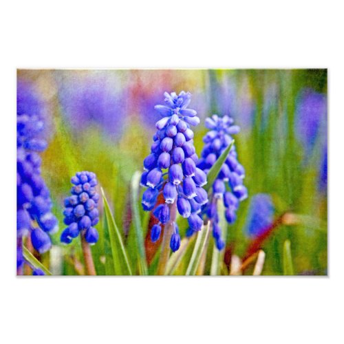 Grape Hyacinths Photo Print